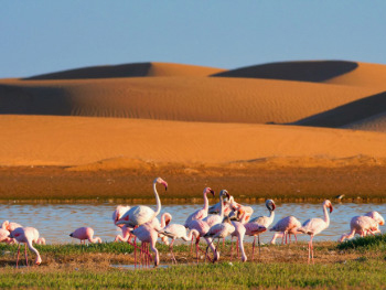 Africa
