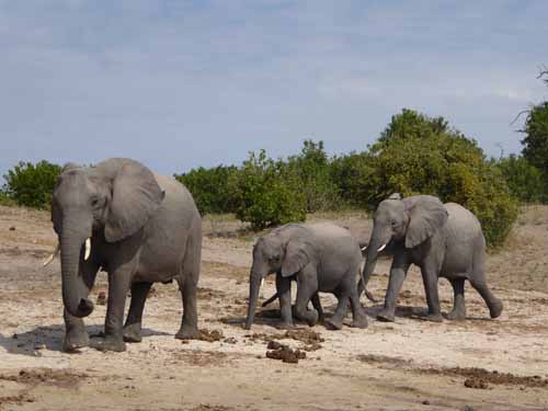 Botswana and the Zambezi Queen