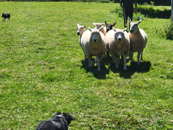 Sheep farm