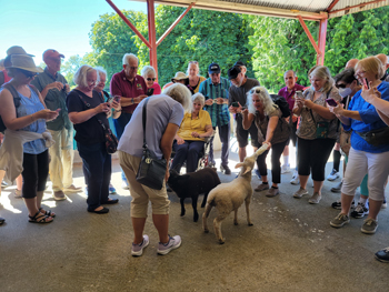 Sheep farm