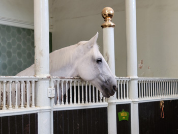 Royal Mews 