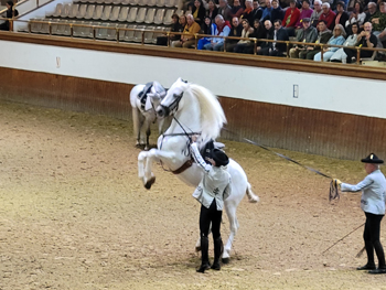 horse show