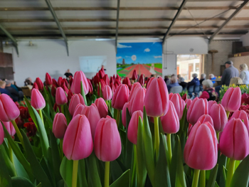 Tulip Farm