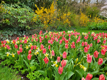 Keukenhof Gardens