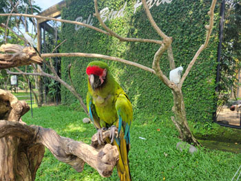 Bali Bird Park