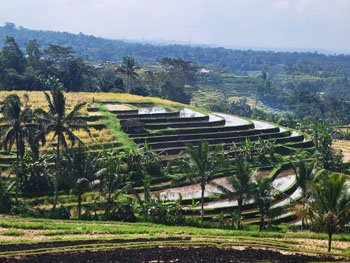 rice terraces