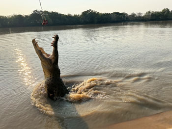 jumping crocodiles