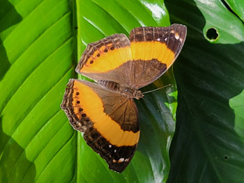 butterly scanctuary