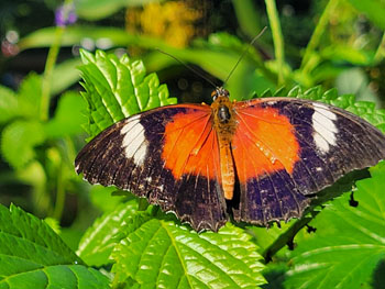 butterly scanctuary