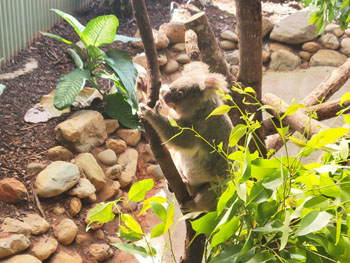 Koala