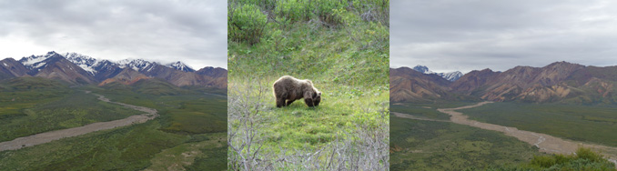 Denali National Park