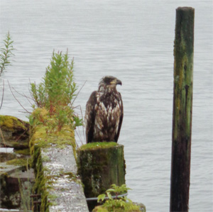 Icy Strait Point