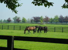 Stud at Kildare