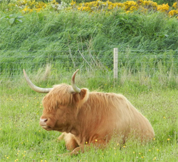 Highland Cattle